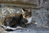 Gray striped cat on a stone wall background.