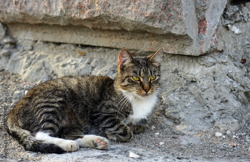 Gray striped cat on a stone wall background. © Valemaxxx