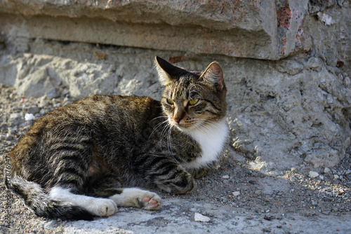 Gray striped cat on a stone wall background. © Valemaxxx