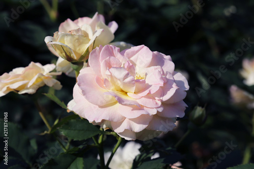 Delicate pink roses in the garden