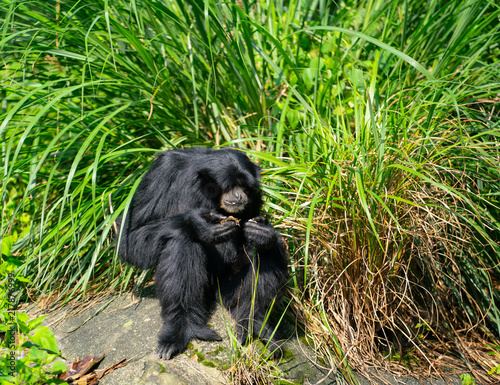Siamang gibbon monkey or Symphalangus syndactylus eating