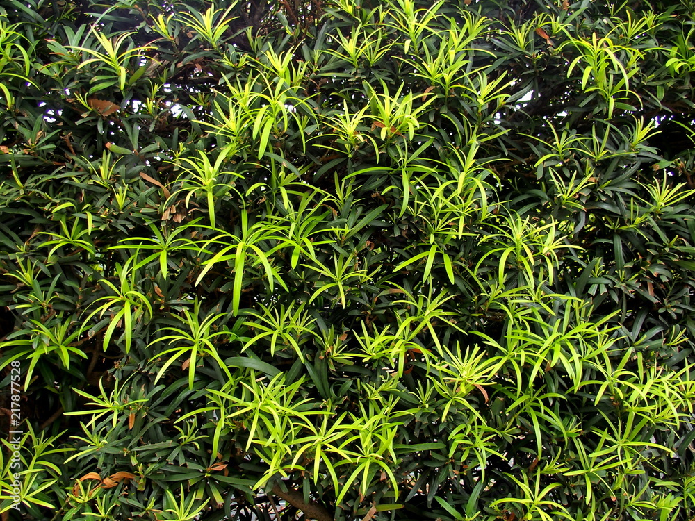 Obraz premium 生垣