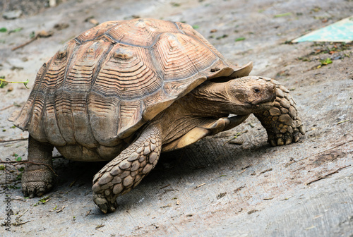 African spurred tortoise walking close-up