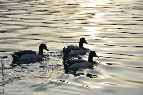 ducks going to the sun