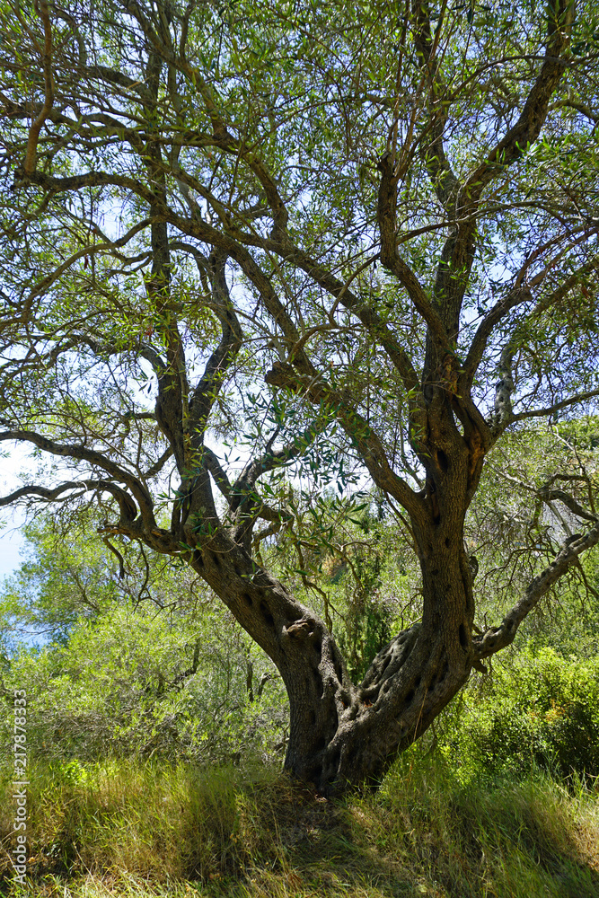 Greek Olive tree Greek Olive tree