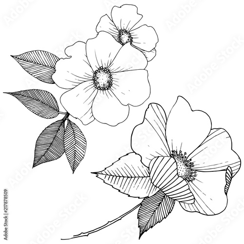 Wild rose in a vector style isolated. Full name of the plant: rose. Vector flower for background, texture, wrapper pattern, frame or border.