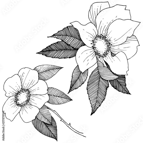 Wild rose in a vector style isolated. Full name of the plant: rose. Vector flower for background, texture, wrapper pattern, frame or border.
