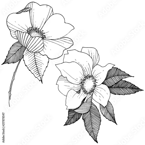 Wild rose in a vector style isolated. Full name of the plant: rose. Vector flower for background, texture, wrapper pattern, frame or border.