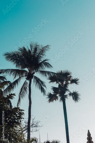 Palm trees silhouette against vintage deep blue sky. Filter toned effect. Copy space