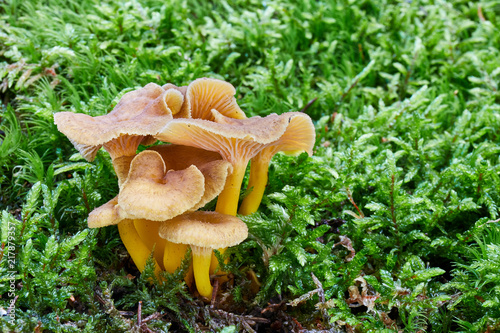Craterellus tubaeformis in the natural environment