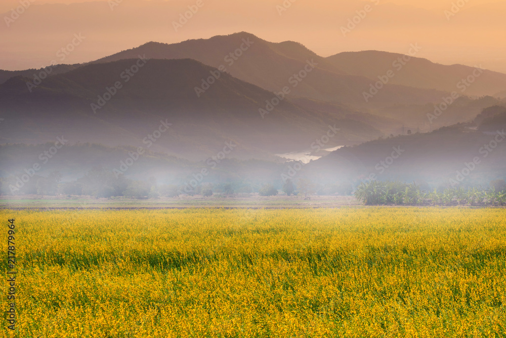 Beautiful sunset landscape view with yellow flower field during summer vacation time.