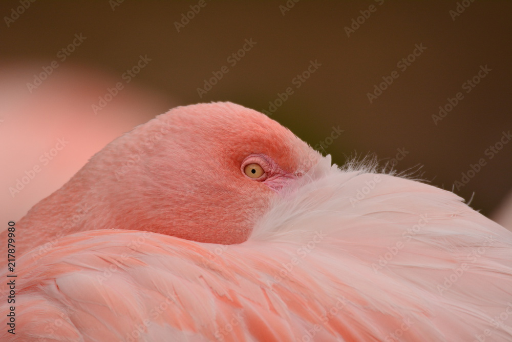 Fototapeta premium Flamingo