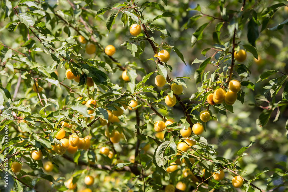 Mirabelle Plum Tree Mirabelle Plum Tree