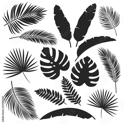 silhouettes tropical leaves