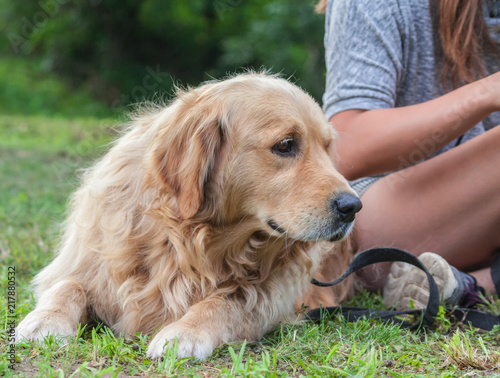 the girl in a gray jacket and shorts, with long brown hair sits on a grass in park, the dog breed a golden retriever sits next © EvaHeaven2018