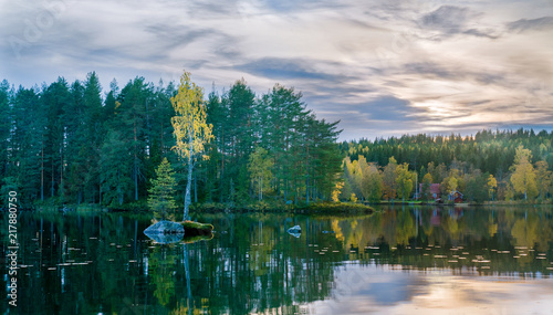 Fototapeta Naklejka Na Ścianę i Meble -  Birch and fir on lake