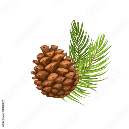 Tela pine branch with cone
