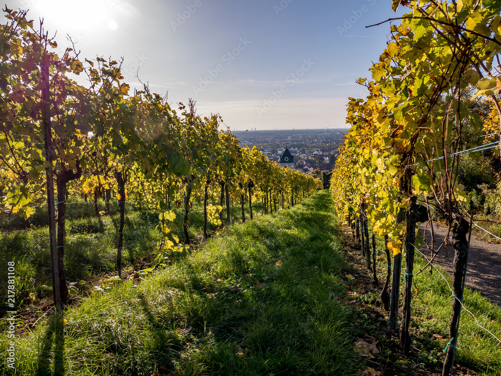 Naklejka premium Weinberg im Herbst