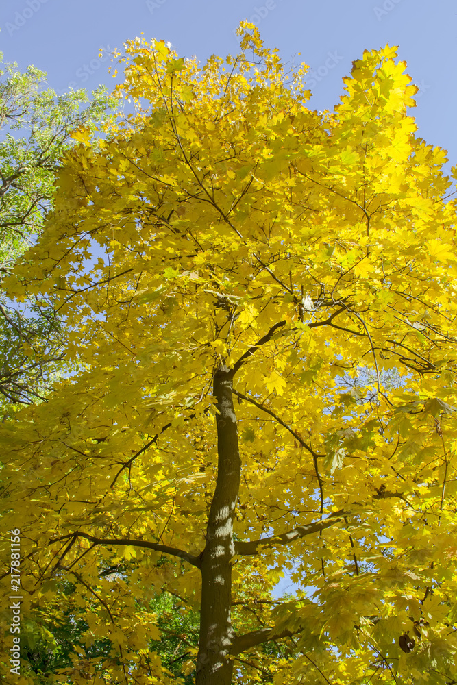 Colorful leaves in the autumn in the park