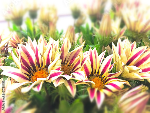 beautiful flowers in blur blackground at flower dome