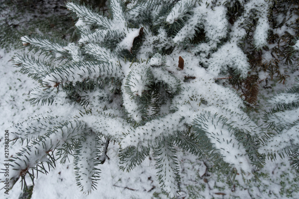 Fresh snow on branches of Picea pungens in winter Fresh snow on branches of Picea pungens in winter