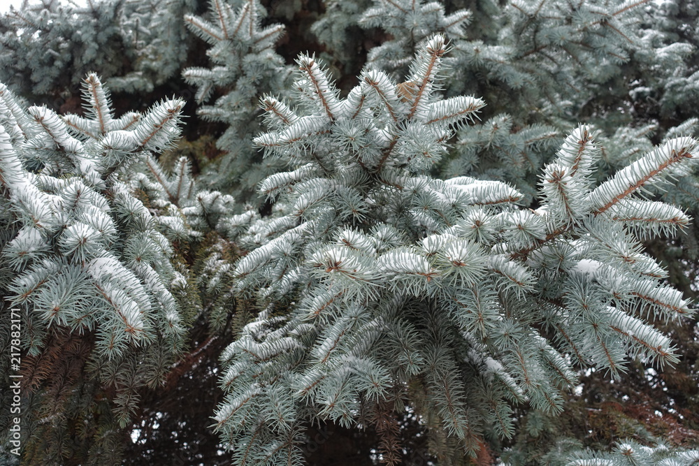 Gray green branches of Picea pungens covered with snow in winter