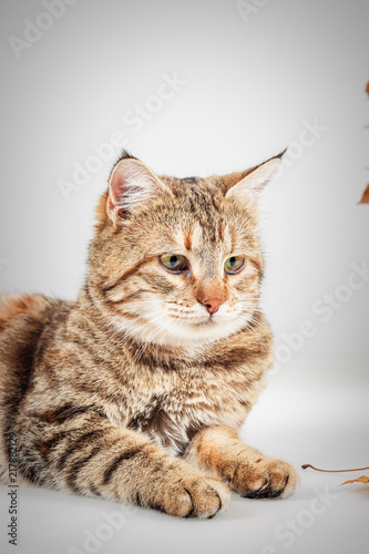 Fototapeta Naklejka Na Ścianę i Meble -  Portrait of adorable grey tabby cat with green eyes