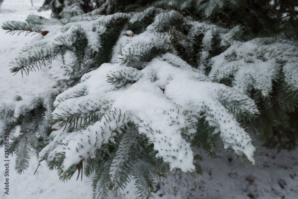 Snow on branches of Picea pungens in winter