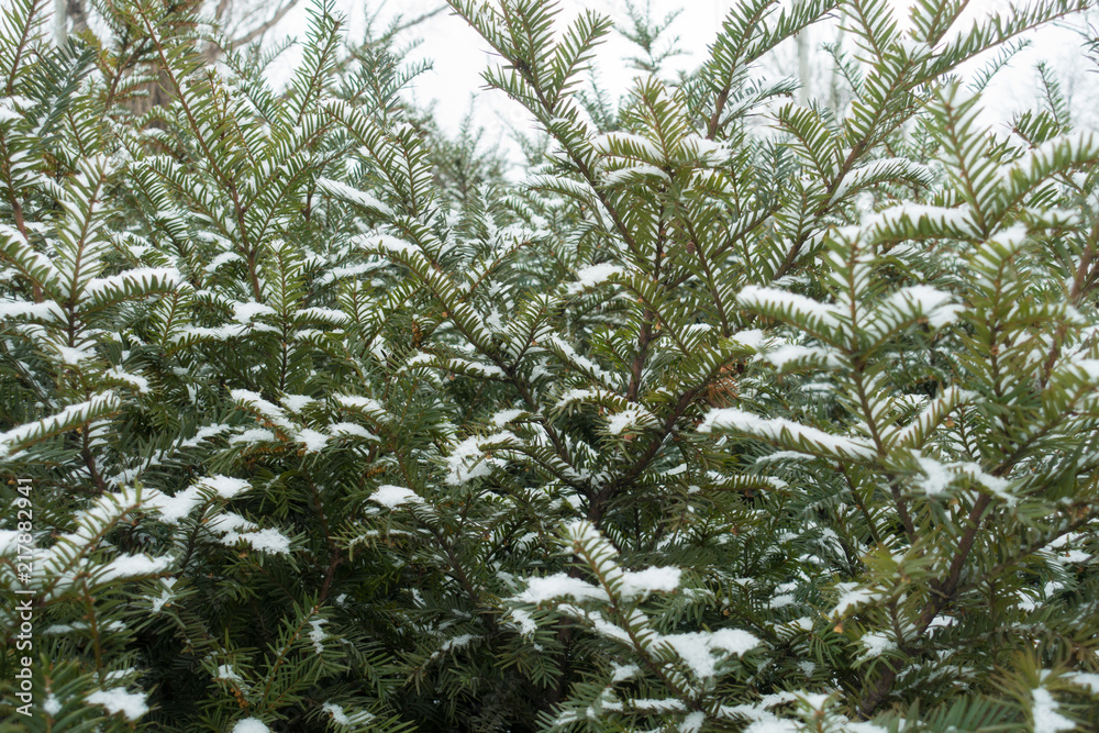 Obraz premium White snow on green branches of yew