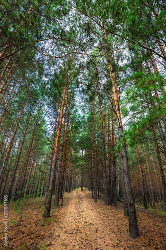 Pine forest. Western Siberia