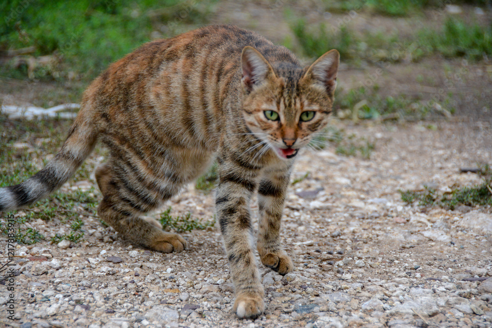 Obraz premium Kediler