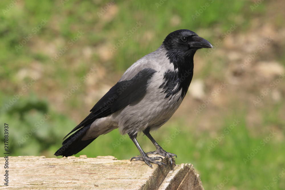 Nebelkrähe oder Aaskrähe (Corvus corone) Nebelkrähe oder Aaskrähe (Corvus corone)