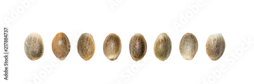 Close up of hemp seeds arranged in a straight line isolated on white background