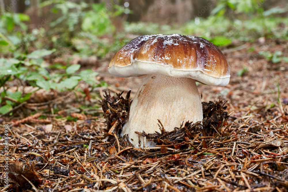 Boletus edulis. Fungus in the natural environment. Boletus edulis. Fungus in the natural environment.