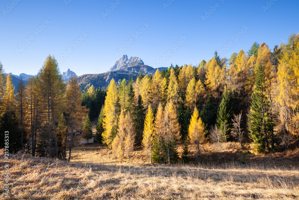 The colors of autumn in a fir forest, Val di Funes. Bolzano, South Tyrol, Dolomites, Italy.