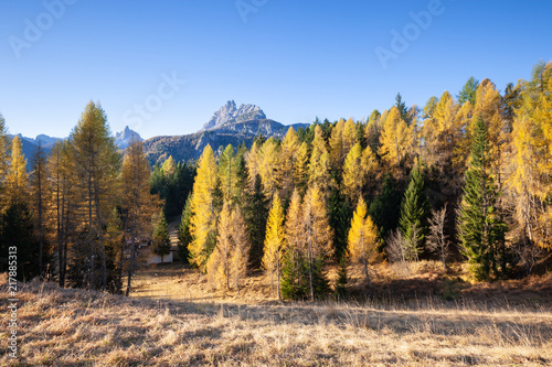 The colors of autumn in a fir forest, Val di Funes. Bolzano, South Tyrol, Dolomites, Italy.