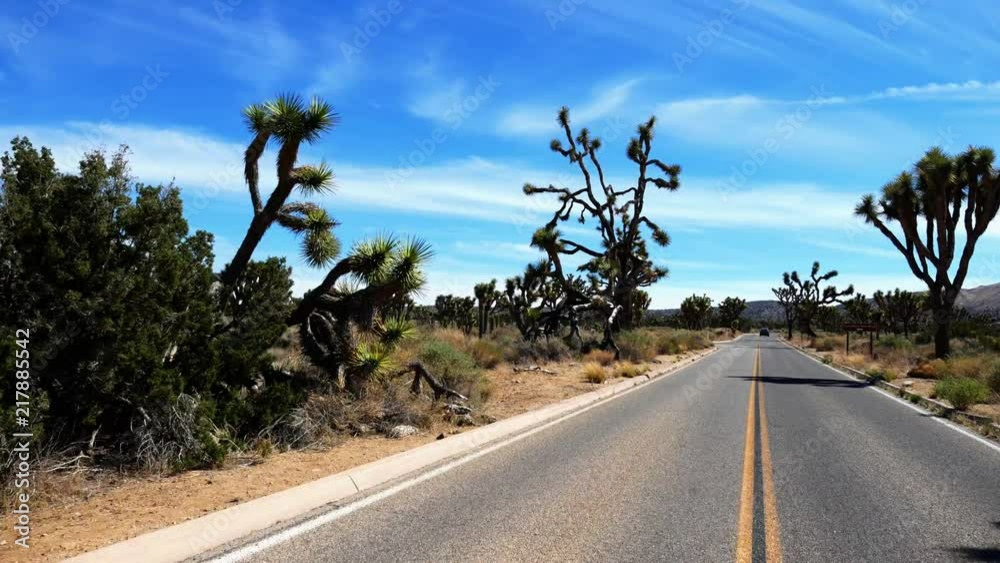 Joshua tree road