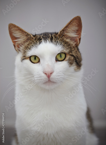 Portrait of a cat of a white color with striped spots.