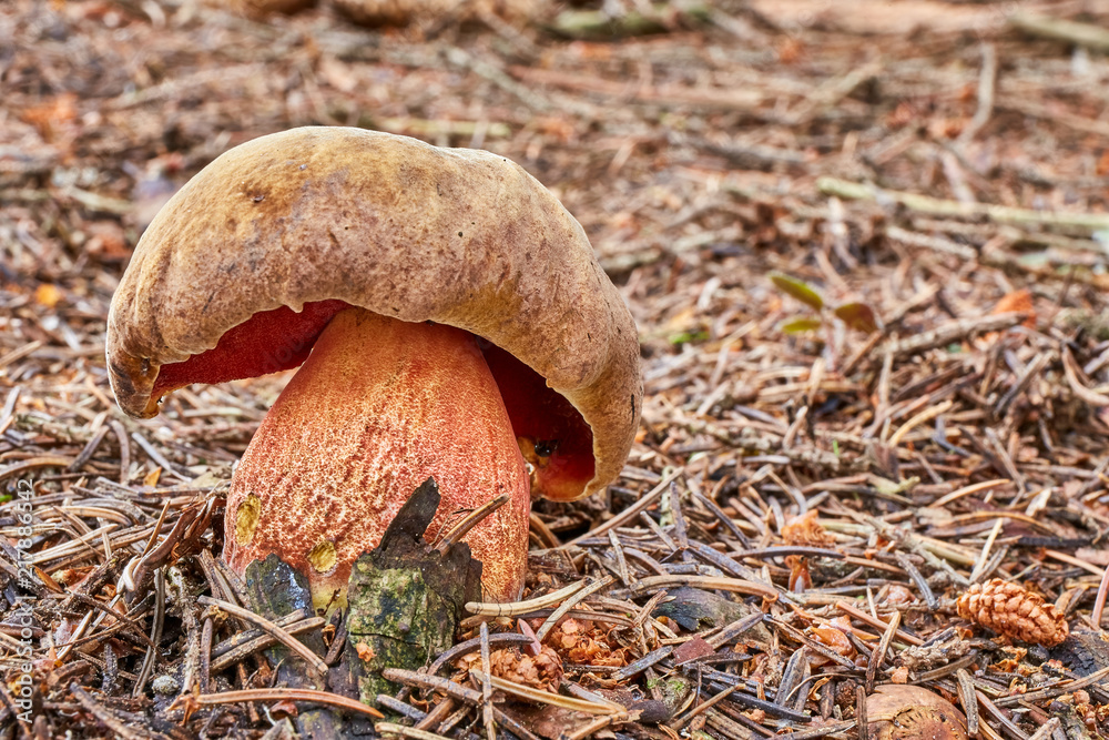 Neoboletus luridiformis in the natural environment Neoboletus luridiformis in the natural environment