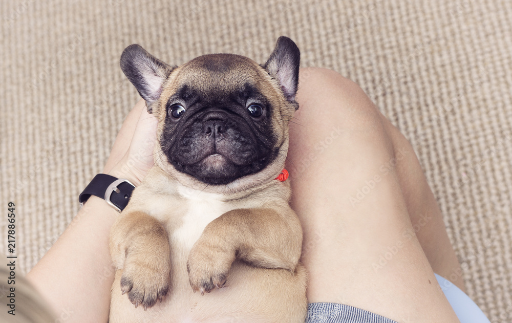puppy of a French bulldog lying on his back, top view