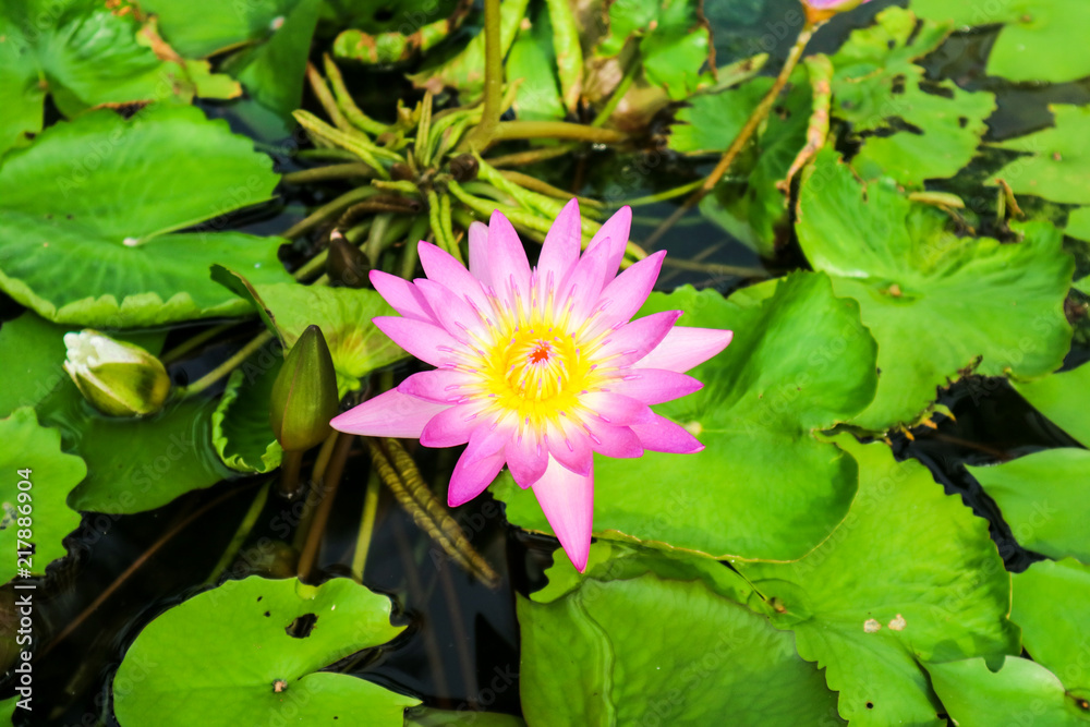 pink white lotus flower blooming on water surface swamp pink white lotus flower blooming on water surface swamp