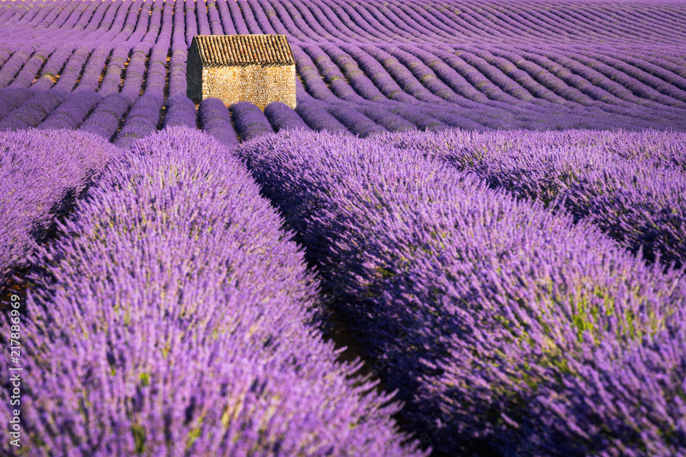 Fototapeta premium Lawendowi pola w Valensole przy zmierzchem z kamiennym domem w lecie. Alpes de Haute Provence, Francja