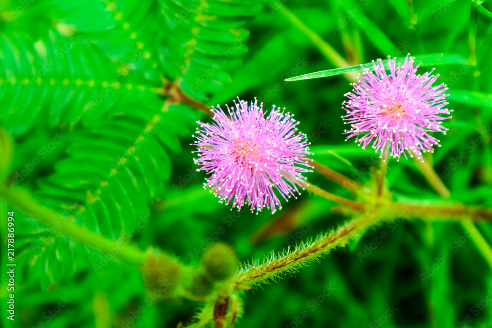 Sensitive Plant pink flower, Mimosa pudica L., properties cure fever, cough, sputum, chronic bronchitis Sensitive Plant pink flower, Mimosa pudica L., properties cure fever, cough, sputum, chronic bronchitis