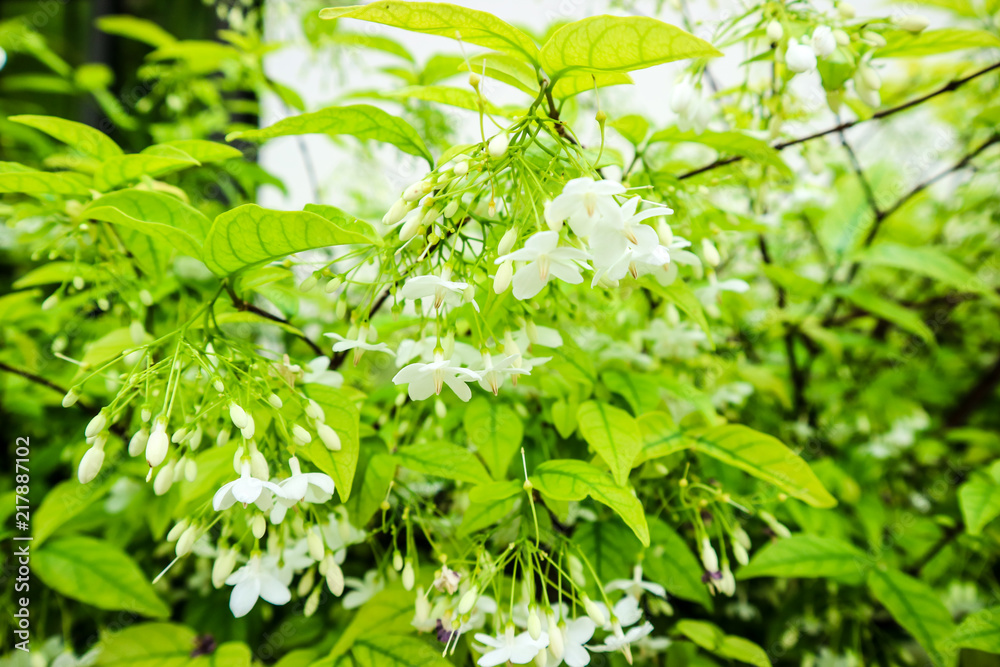 Wrightia religiosa is a species of tree in the family Apocynaceae. Its distribution includes: China (Guangdong), Indo-China and Malesia including the Philippines Wrightia religiosa is a species of tree in the family Apocynaceae. Its distribution includes: China (Guangdong), Indo-China and Malesia including the Philippines
