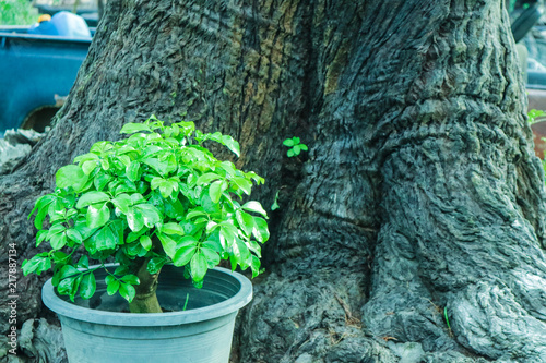 Fotografiet young tree on flower pot back ancient tree background