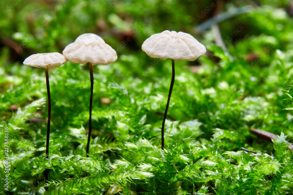 Marasmius rotula in the natural environment. Marasmius rotula in the natural environment.