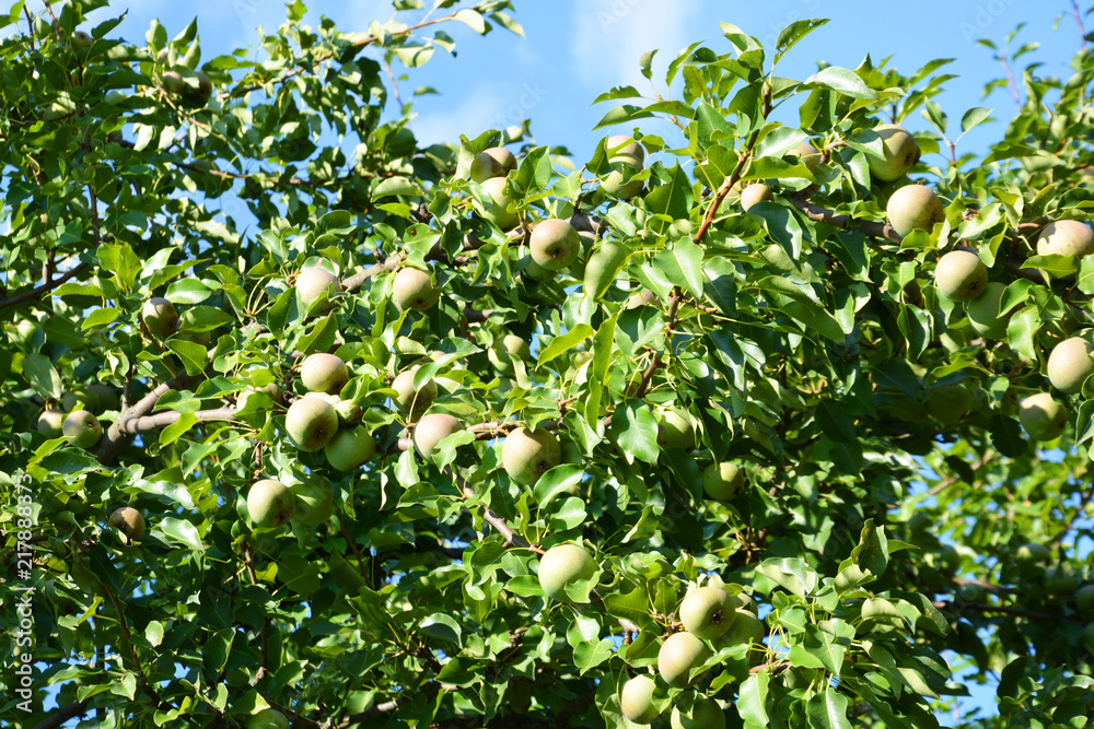 pear, tree, fruit, green, apple, food, branch, garden, nature, agriculture, apples, ripe, healthy, orchard, leaf, fresh, plant, summer, pear, crop, organic, leaves, fruits, farm, sweet, summer, spring pear, tree, fruit, green, apple, food, branch, garden, nature, agriculture, apples, ripe, healthy, orchard, leaf, fresh, plant, summer, pear, crop, organic, leaves, fruits, farm, sweet, summer, spring