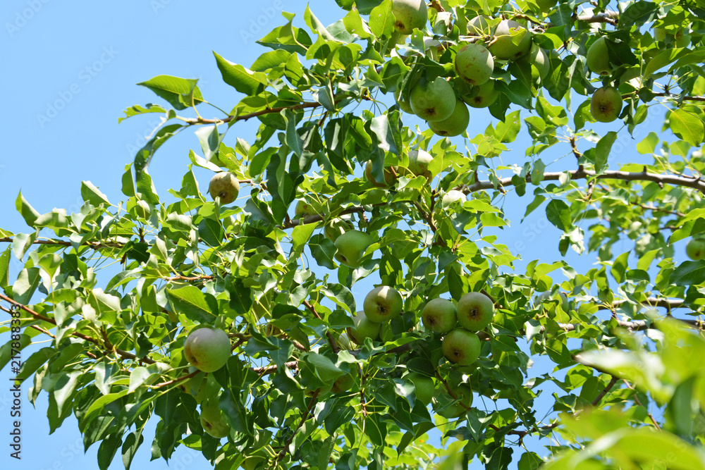 pear, tree, fruit, green, apple, food, branch, garden, nature, agriculture, apples, ripe, healthy, orchard, leaf, fresh, plant, summer, pear, crop, organic, leaves, fruits, farm, sweet, summer, spring pear, tree, fruit, green, apple, food, branch, garden, nature, agriculture, apples, ripe, healthy, orchard, leaf, fresh, plant, summer, pear, crop, organic, leaves, fruits, farm, sweet, summer, spring