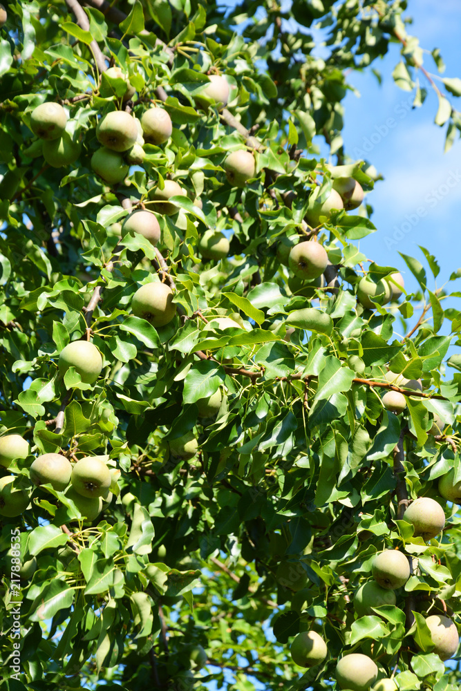 pear, tree, fruit, green, apple, food, branch, garden, nature, agriculture, apples, ripe, healthy, orchard, leaf, fresh, plant, summer, pear, crop, organic, leaves, fruits, farm, sweet, summer, spring