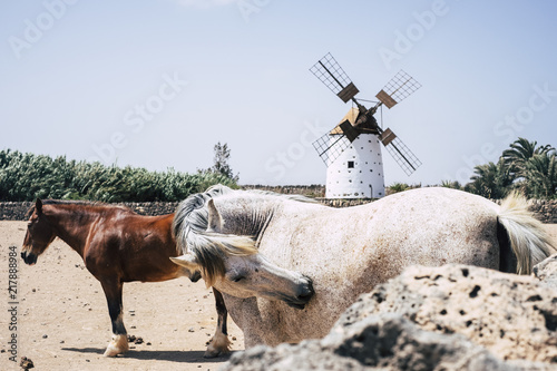 couple of horses living free in the countryside. windmill in background. vintage colors and blue clear sky. photo